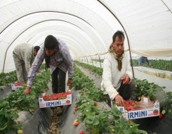  Migrant Voice - MV news release on upsurge in EU nationals leaving