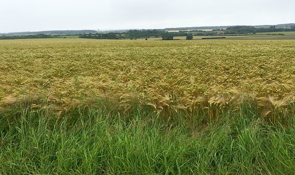  Migrant Voice - A diary of a Migrant…  Goodbye France Part 4